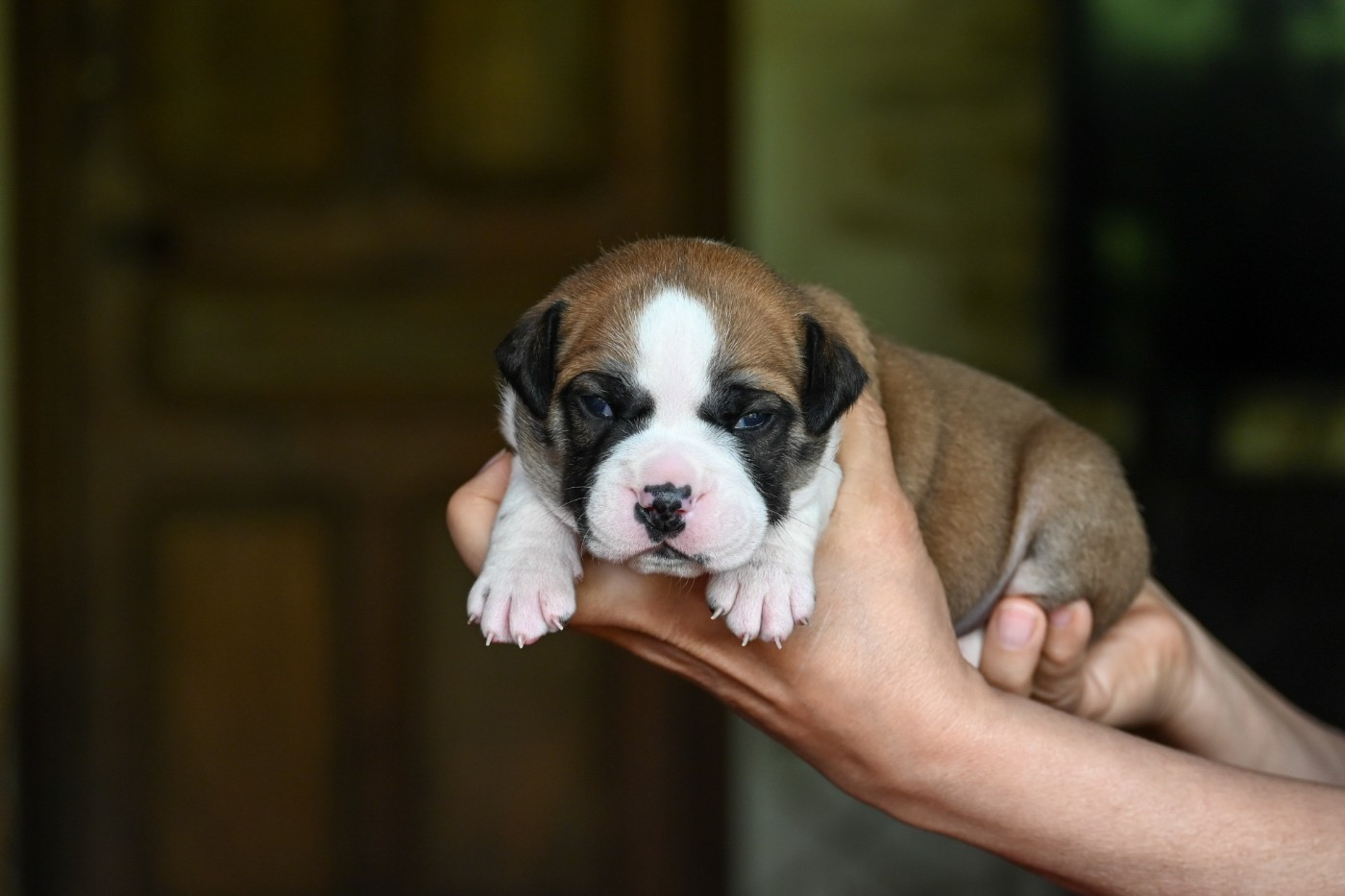 Des Symphonies d'Arlequin - Chiots disponibles - Bulldog continental