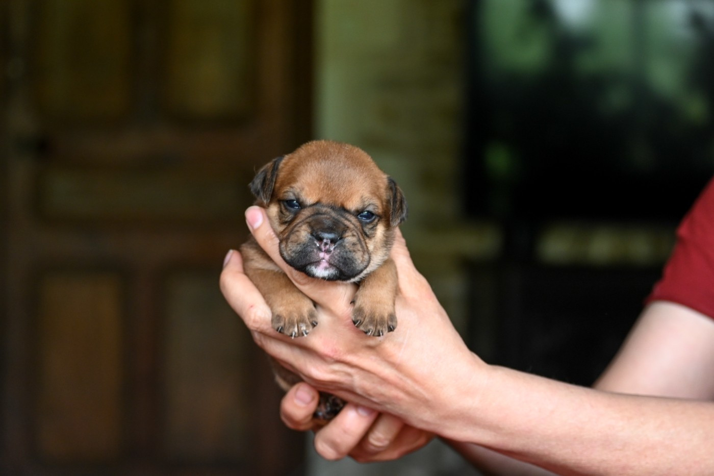 Des Symphonies d'Arlequin - Chiots disponibles - Bulldog continental