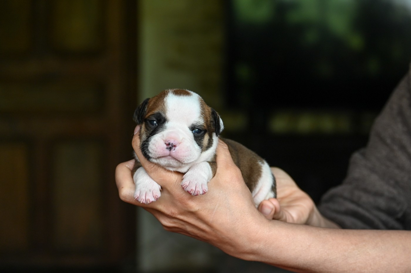 Des Symphonies d'Arlequin - Chiots disponibles - Bulldog continental