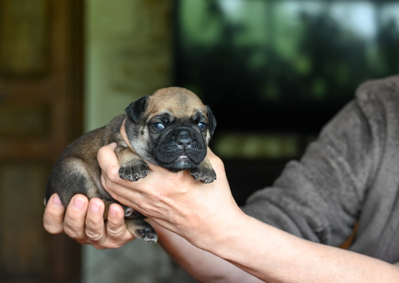Des Symphonies d'Arlequin - Chiots disponibles - Bulldog continental