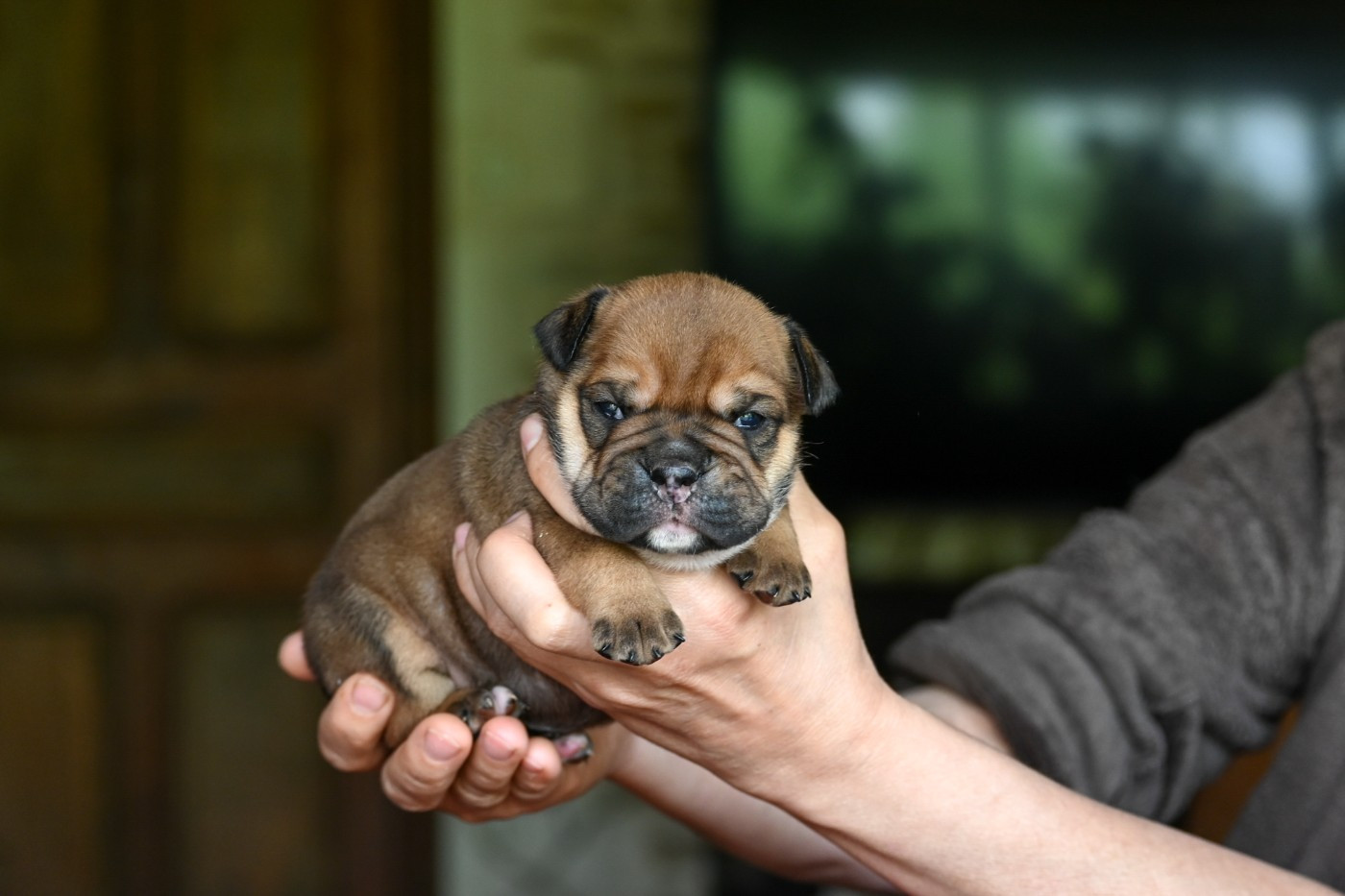 Des Symphonies d'Arlequin - Chiots disponibles - Bulldog continental