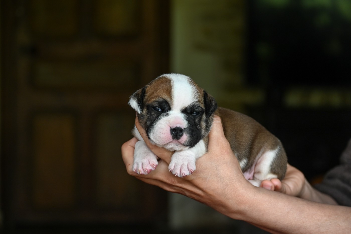 Des Symphonies d'Arlequin - Chiots disponibles - Bulldog continental