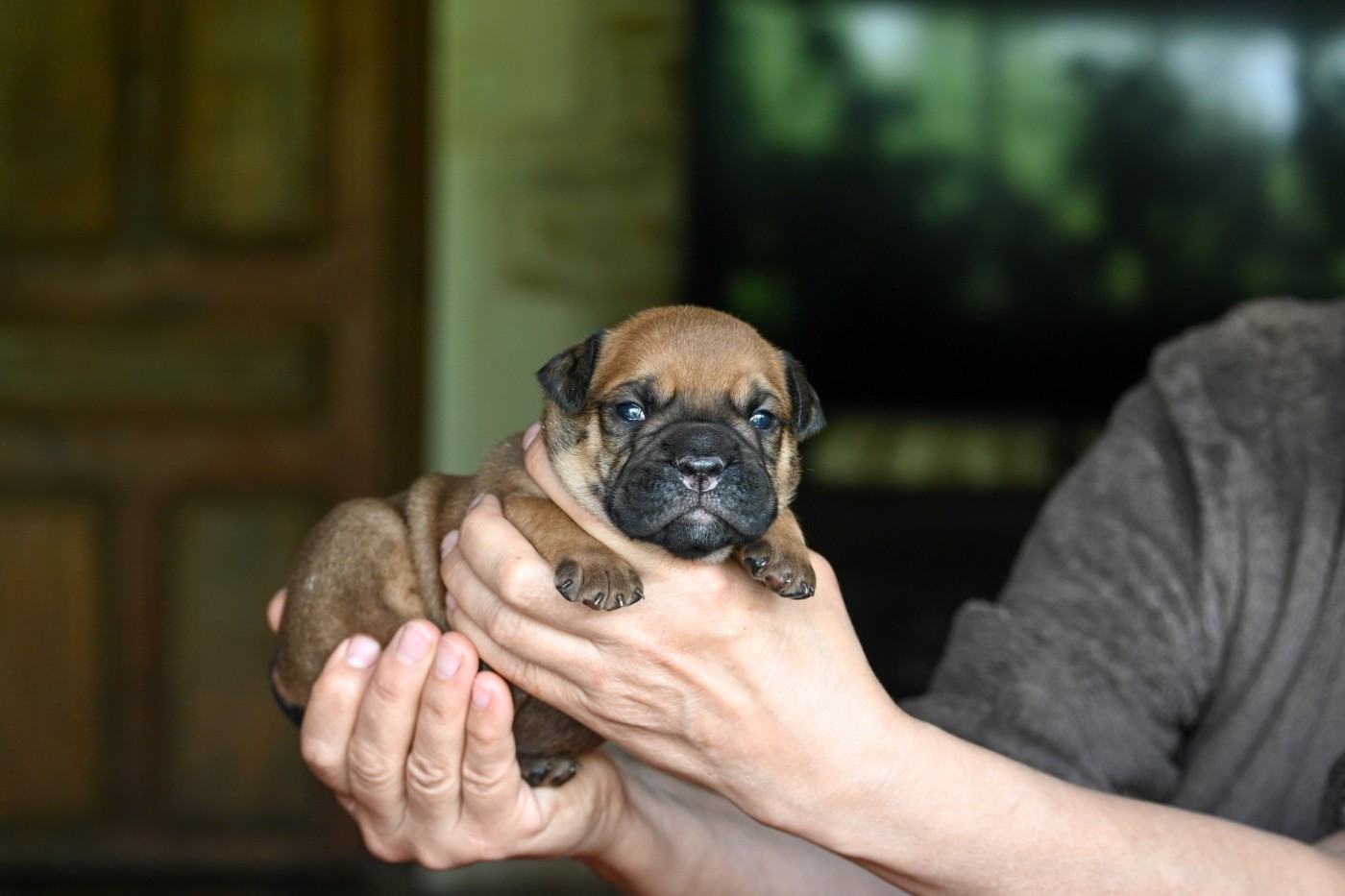Des Symphonies d'Arlequin - Chiots disponibles - Bulldog continental