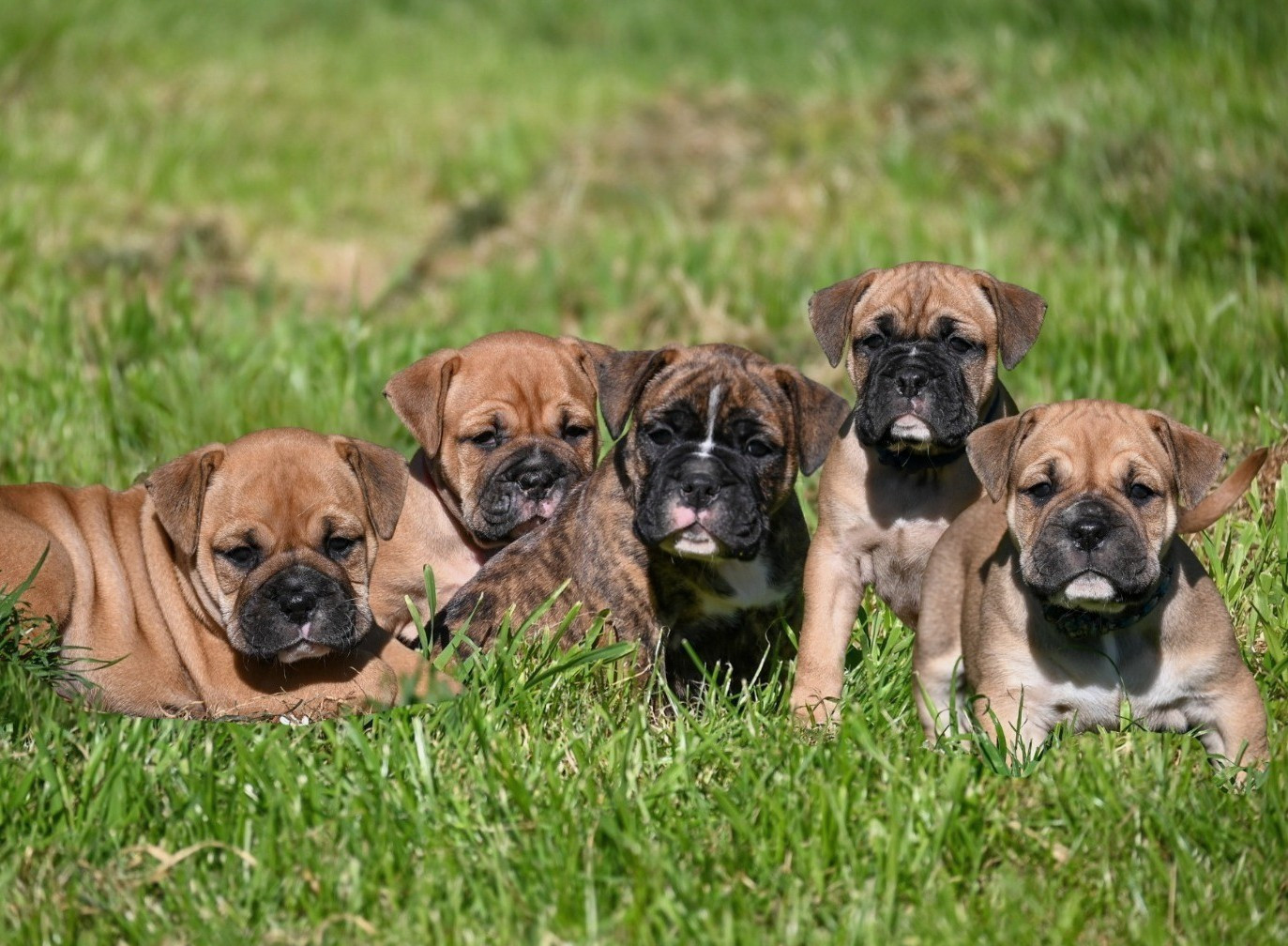 Chiot Bulldog continental Des Symphonies d'Arlequin