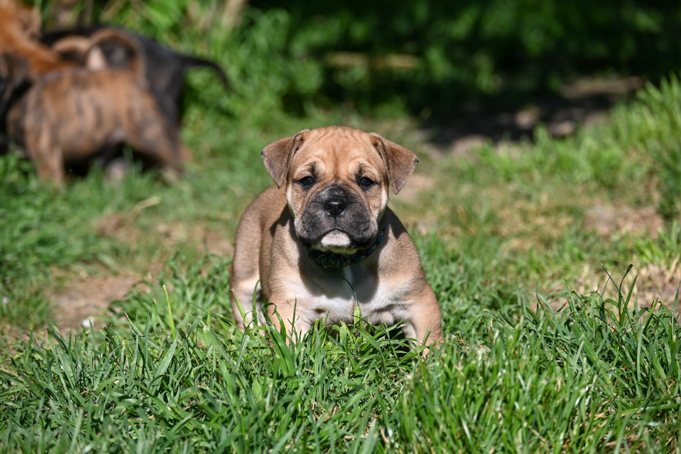 Des Symphonies d'Arlequin - Chiots disponibles - Bulldog continental