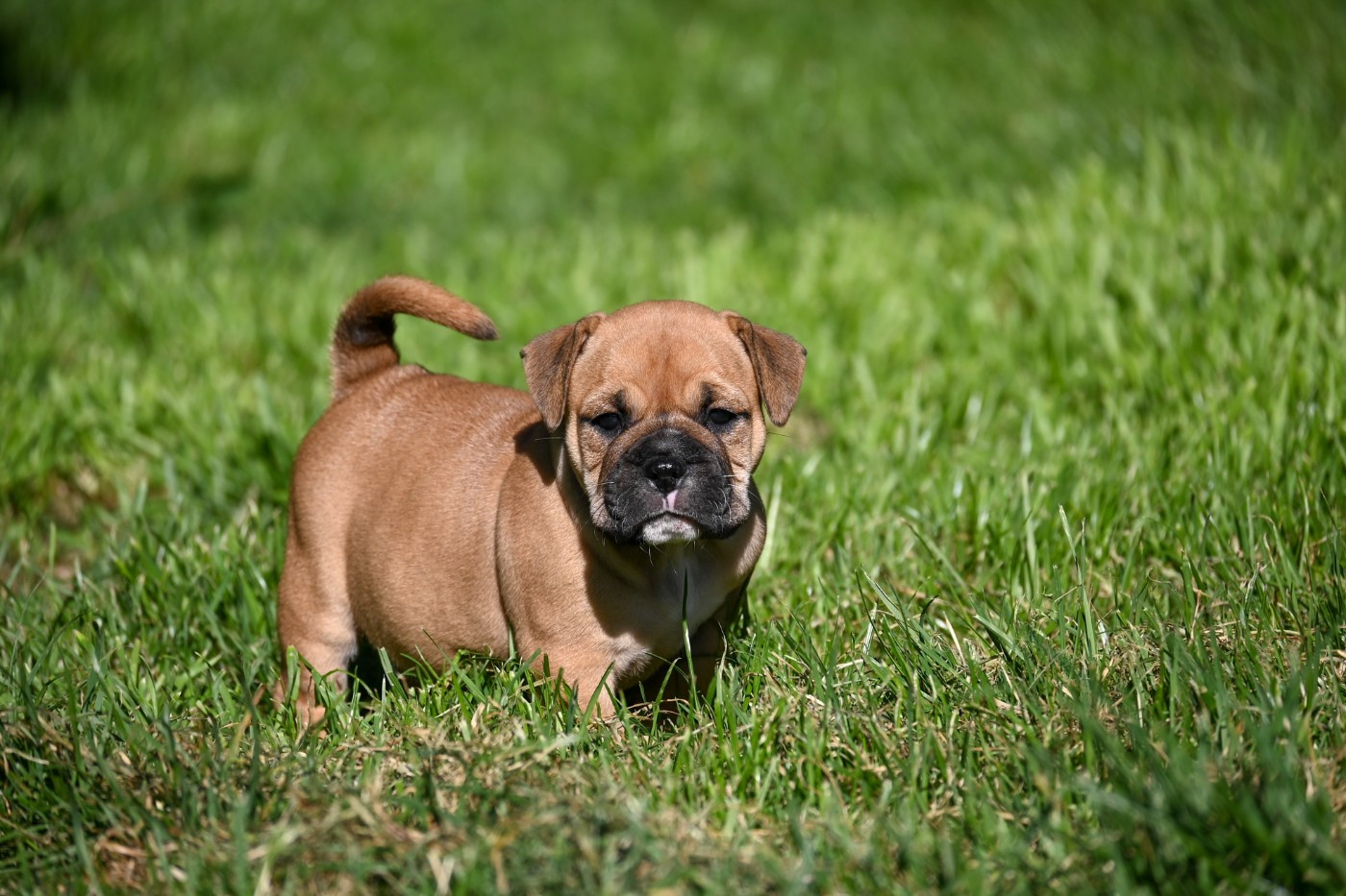 Des Symphonies d'Arlequin - Chiots disponibles - Bulldog continental