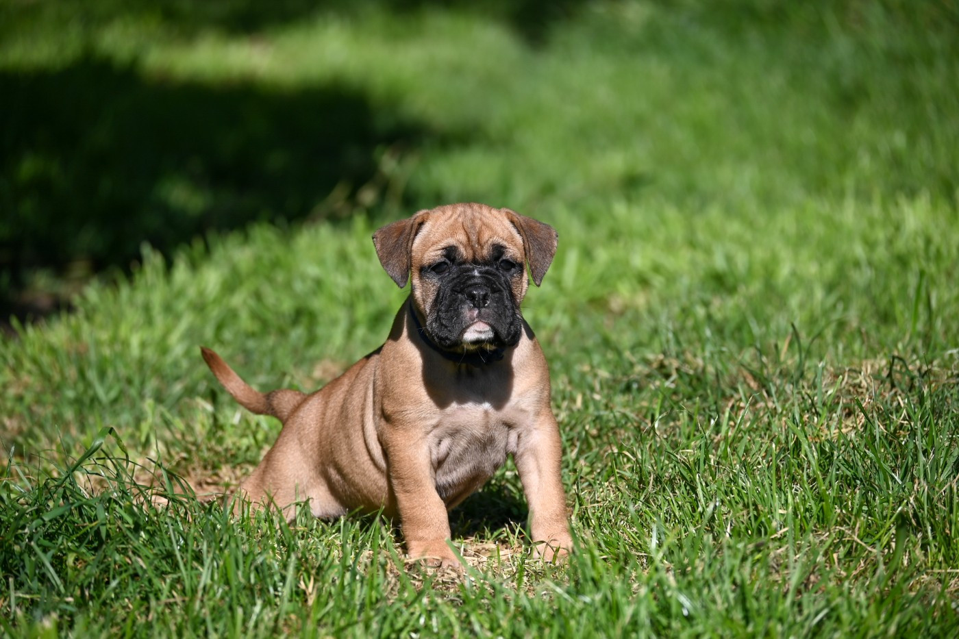 Des Symphonies d'Arlequin - Chiots disponibles - Bulldog continental
