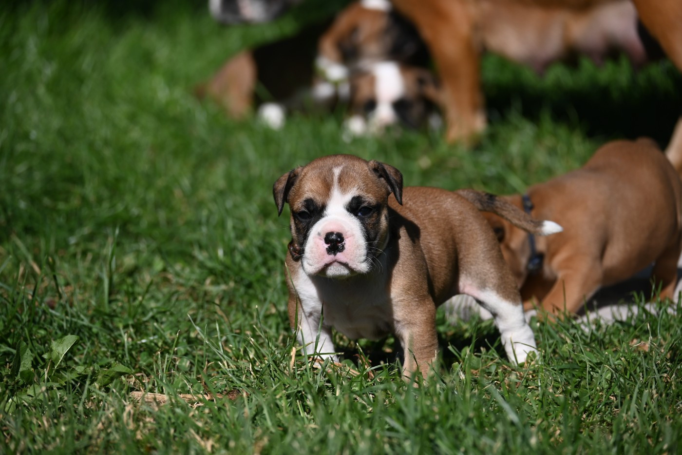 Des Symphonies d'Arlequin - Chiots disponibles - Bulldog continental