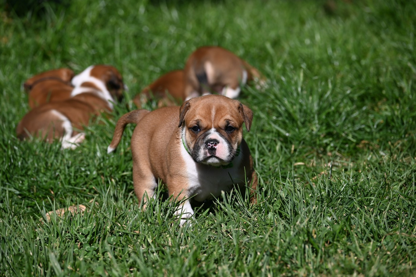 Des Symphonies d'Arlequin - Chiots disponibles - Bulldog continental
