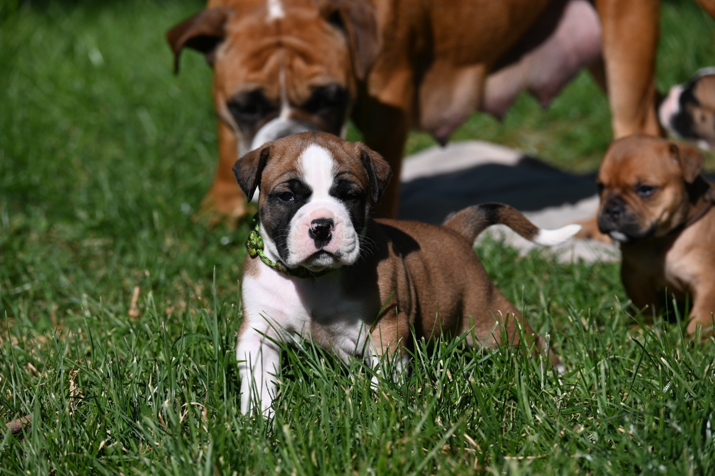 Des Symphonies d'Arlequin - Chiots disponibles - Bulldog continental