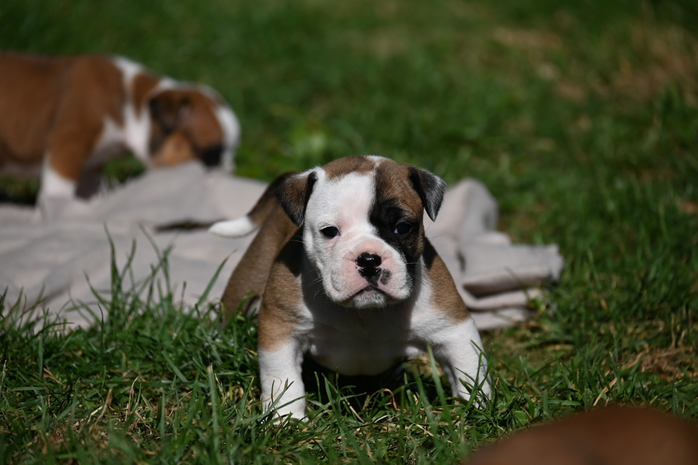 Des Symphonies d'Arlequin - Chiots disponibles - Bulldog continental