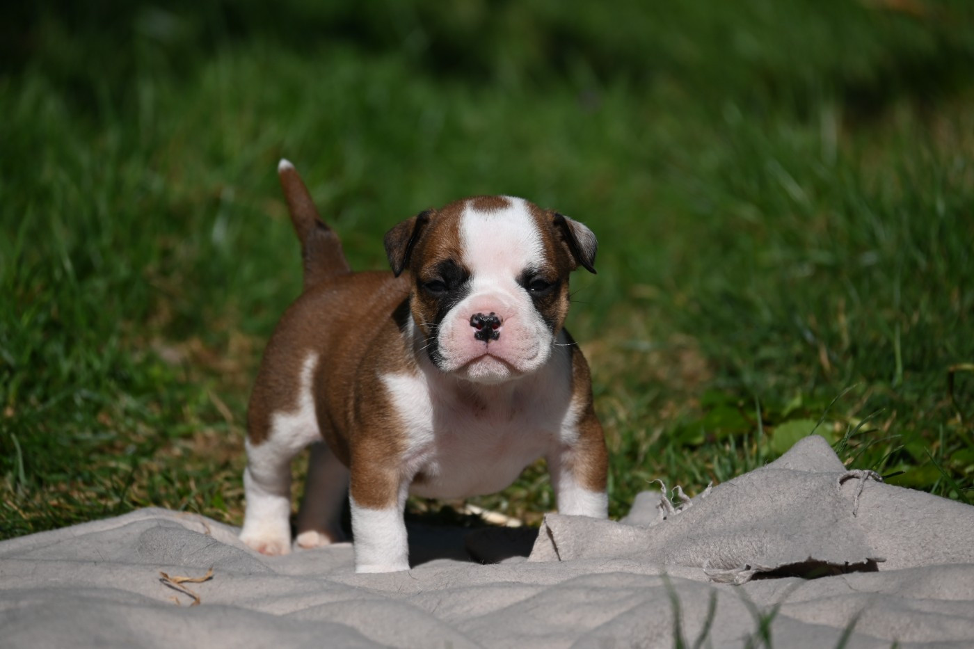 Des Symphonies d'Arlequin - Chiots disponibles - Bulldog continental