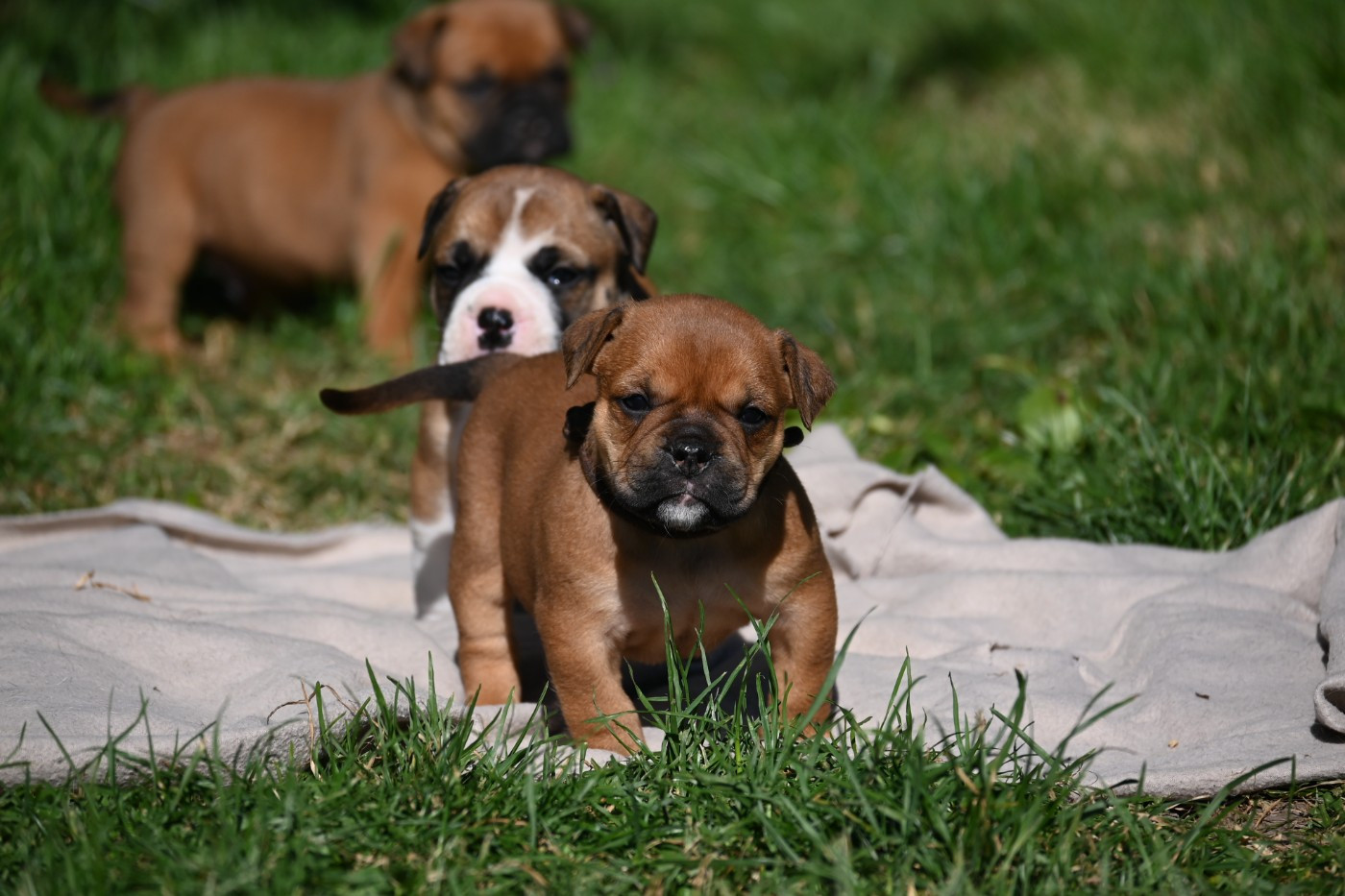 Des Symphonies d'Arlequin - Chiots disponibles - Bulldog continental