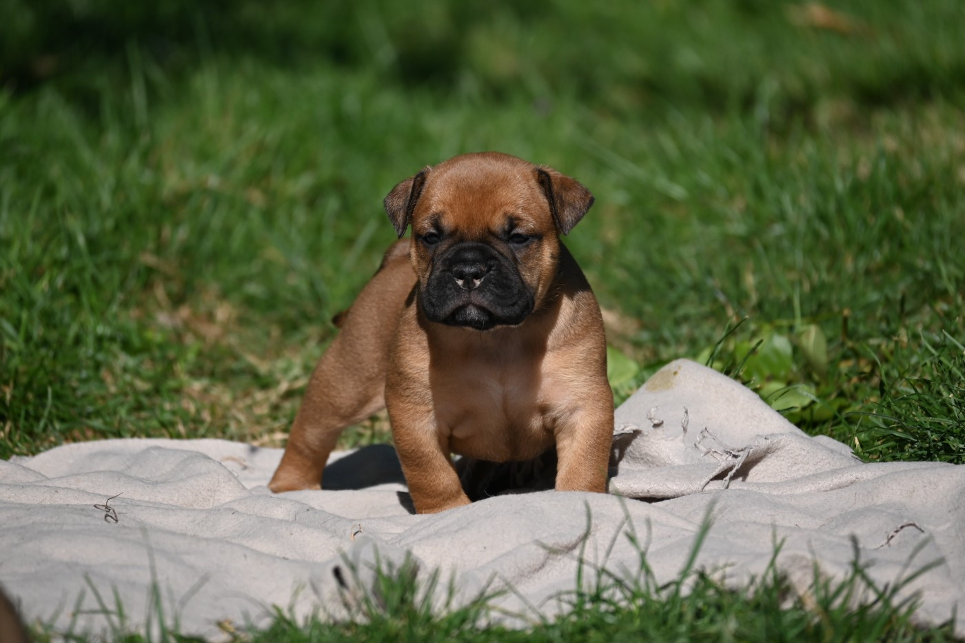Des Symphonies d'Arlequin - Chiots disponibles - Bulldog continental