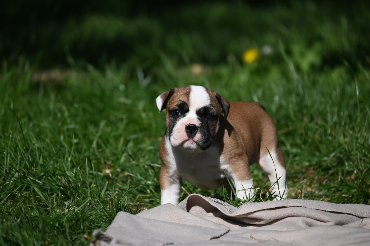Des Symphonies d'Arlequin - Chiots disponibles - Bulldog continental