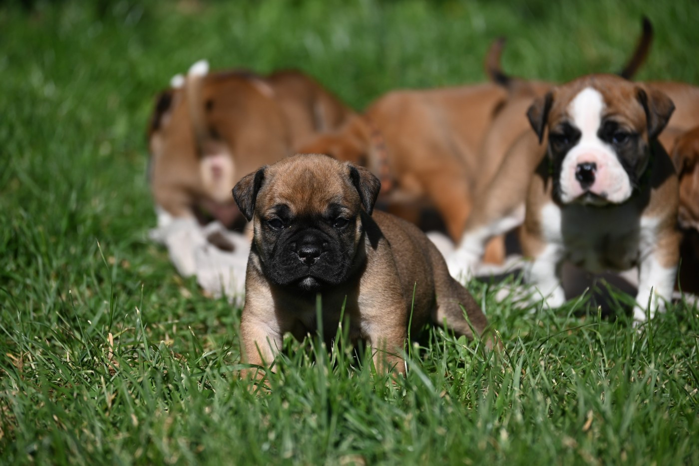 Des Symphonies d'Arlequin - Chiots disponibles - Bulldog continental