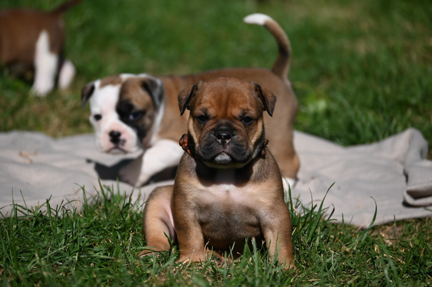 Des Symphonies d'Arlequin - Chiots disponibles - Bulldog continental