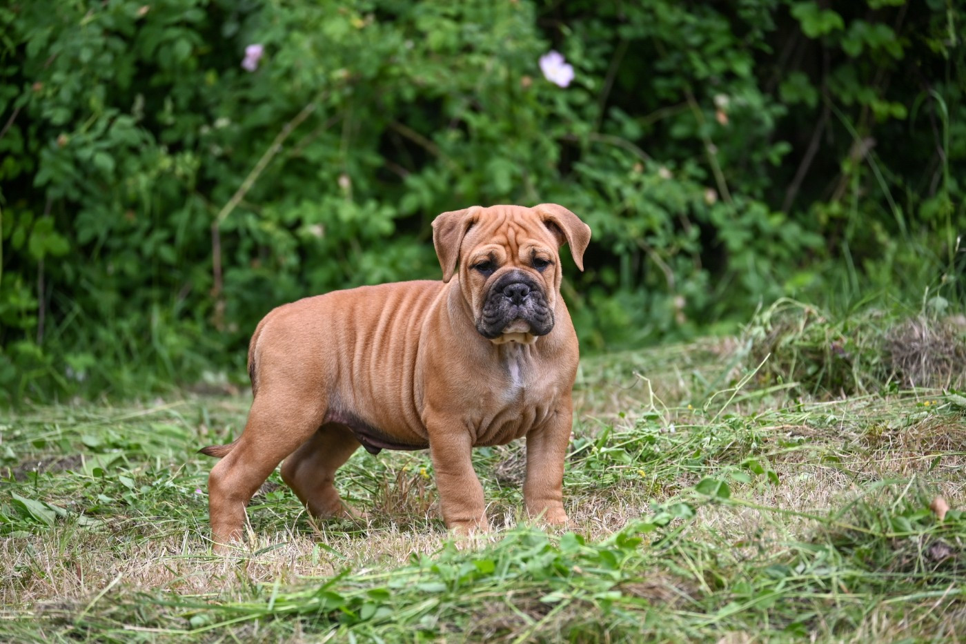 Des Symphonies d'Arlequin - Chiots disponibles - Bulldog continental