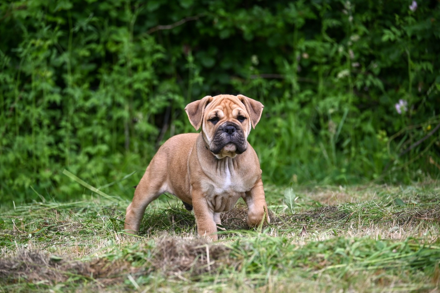 Des Symphonies d'Arlequin - Chiots disponibles - Bulldog continental