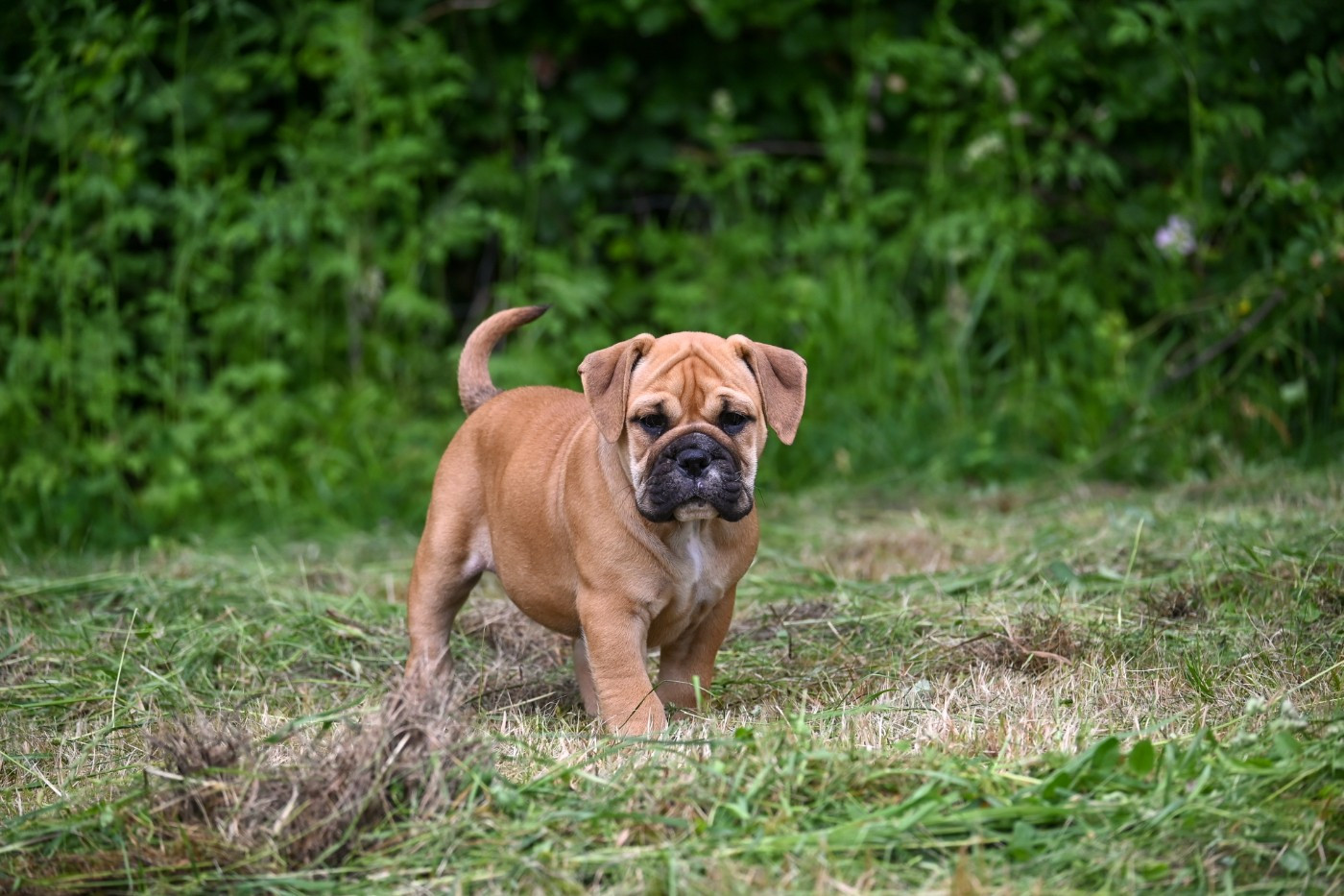 Des Symphonies d'Arlequin - Chiots disponibles - Bulldog continental