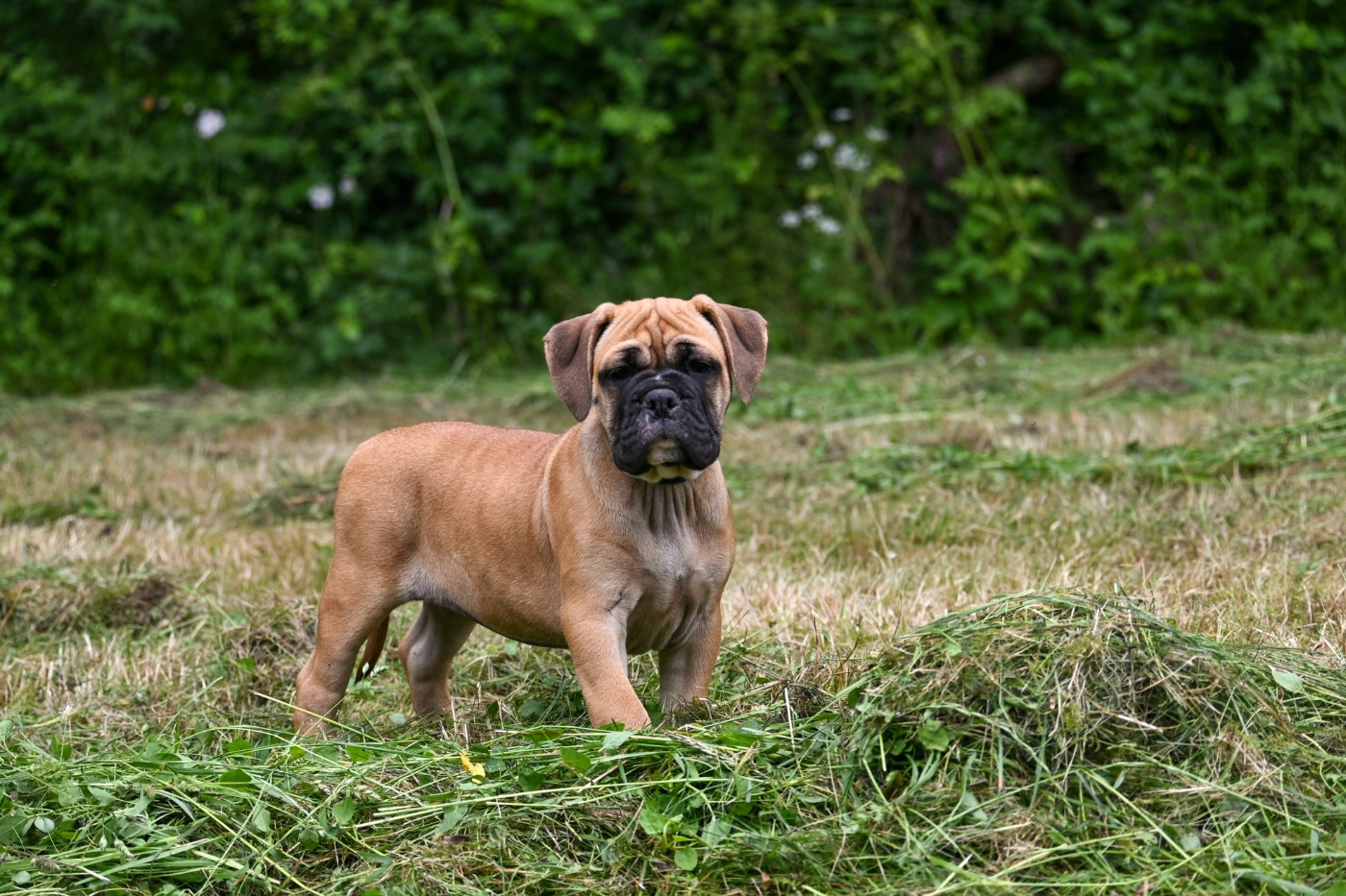 Des Symphonies d'Arlequin - Chiots disponibles - Bulldog continental