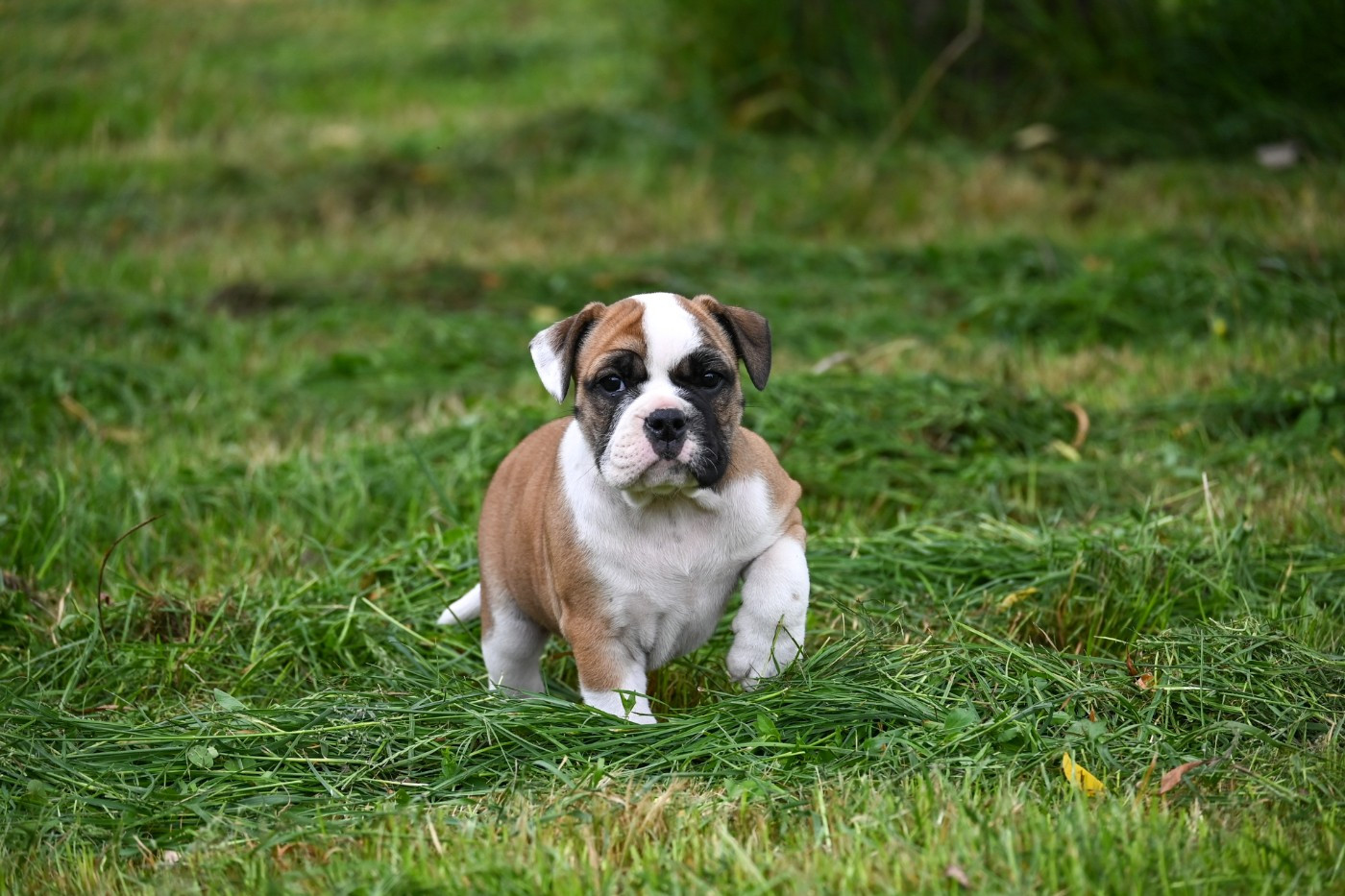 Des Symphonies d'Arlequin - Chiots disponibles - Bulldog continental