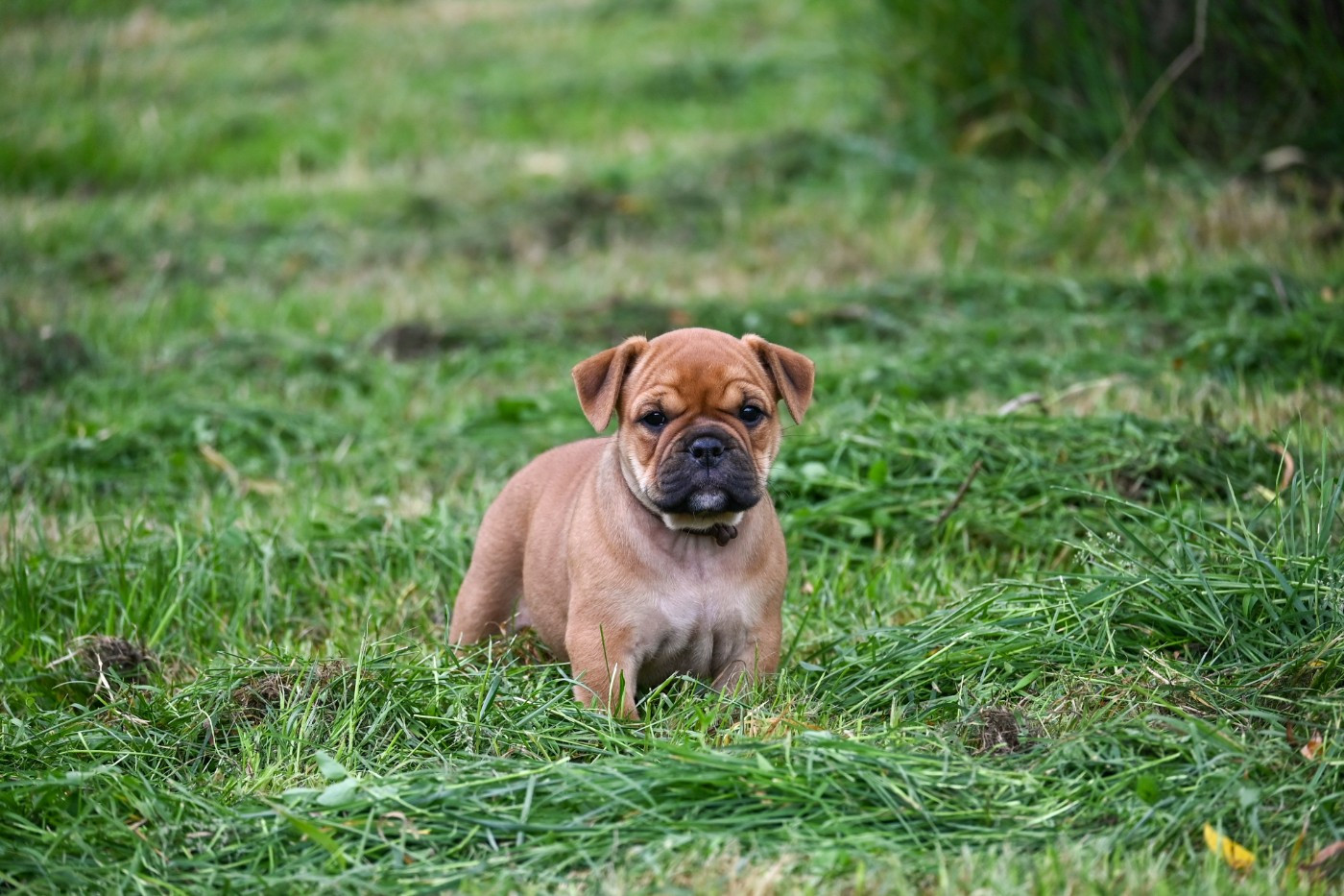 Des Symphonies d'Arlequin - Chiots disponibles - Bulldog continental