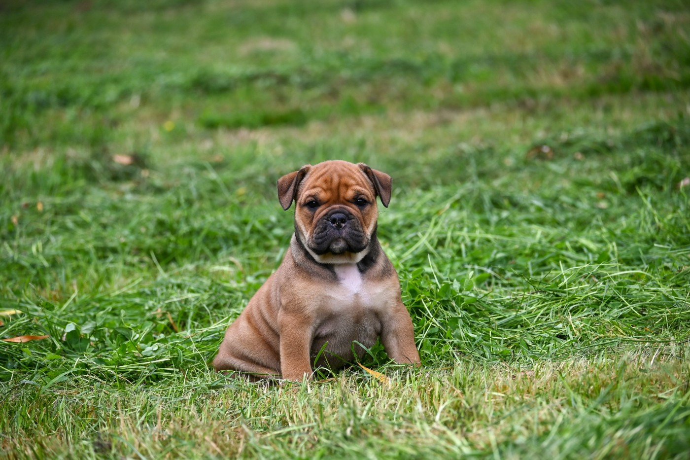 Des Symphonies d'Arlequin - Chiots disponibles - Bulldog continental