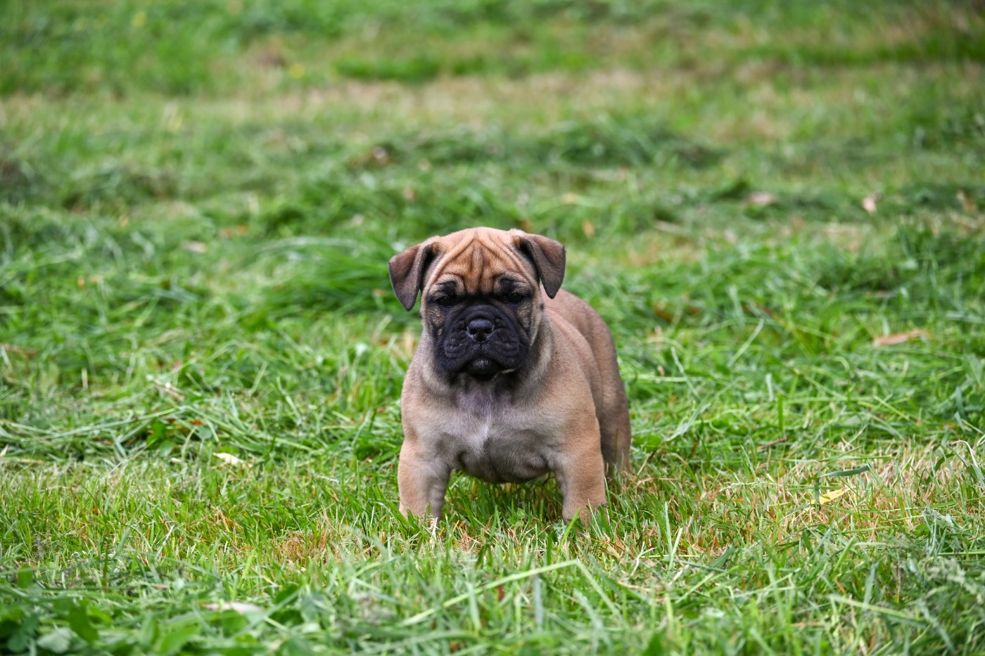Des Symphonies d'Arlequin - Chiots disponibles - Bulldog continental