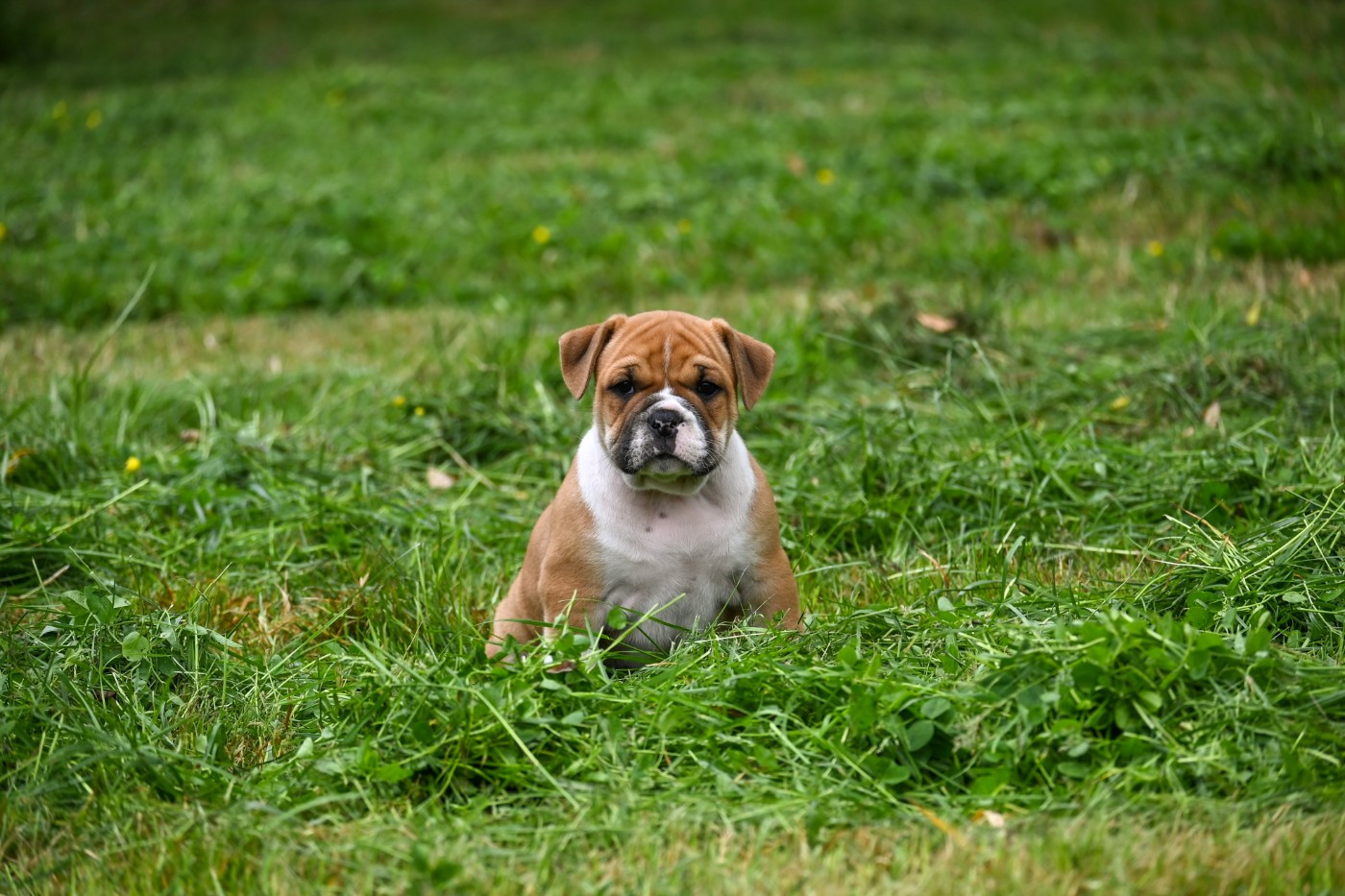 Des Symphonies d'Arlequin - Chiots disponibles - Bulldog continental
