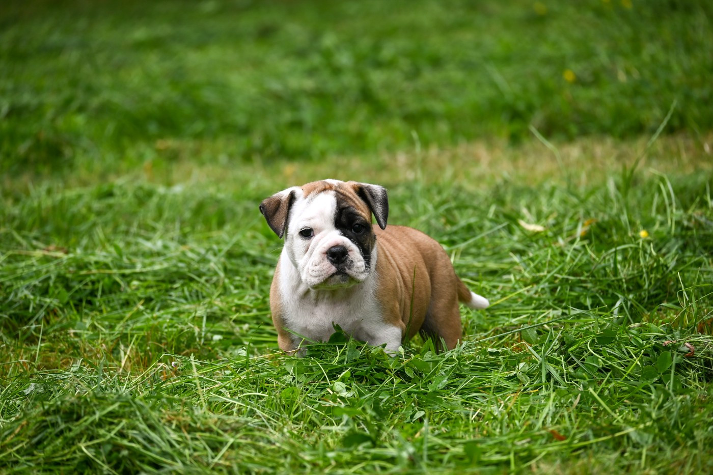 Des Symphonies d'Arlequin - Chiots disponibles - Bulldog continental