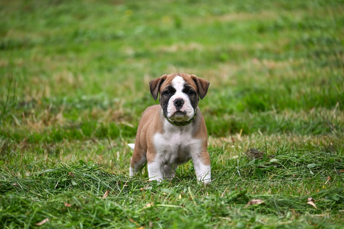 Des Symphonies d'Arlequin - Chiots disponibles - Bulldog continental