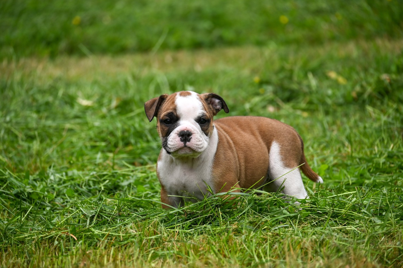 Des Symphonies d'Arlequin - Chiots disponibles - Bulldog continental