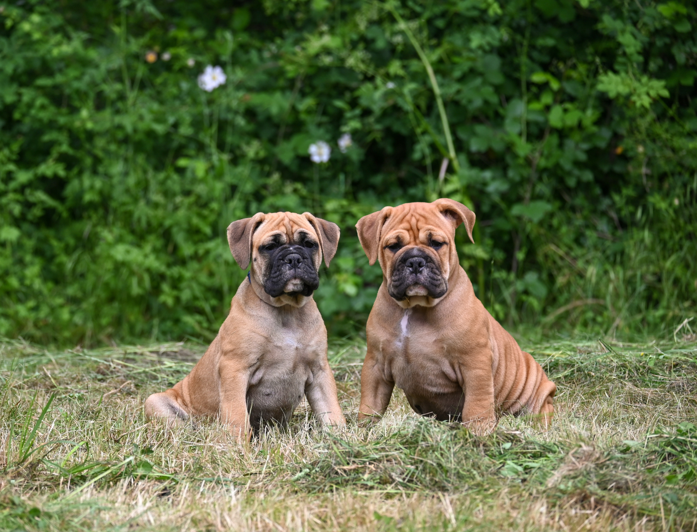 Chiot Bulldog continental Des Symphonies d'Arlequin