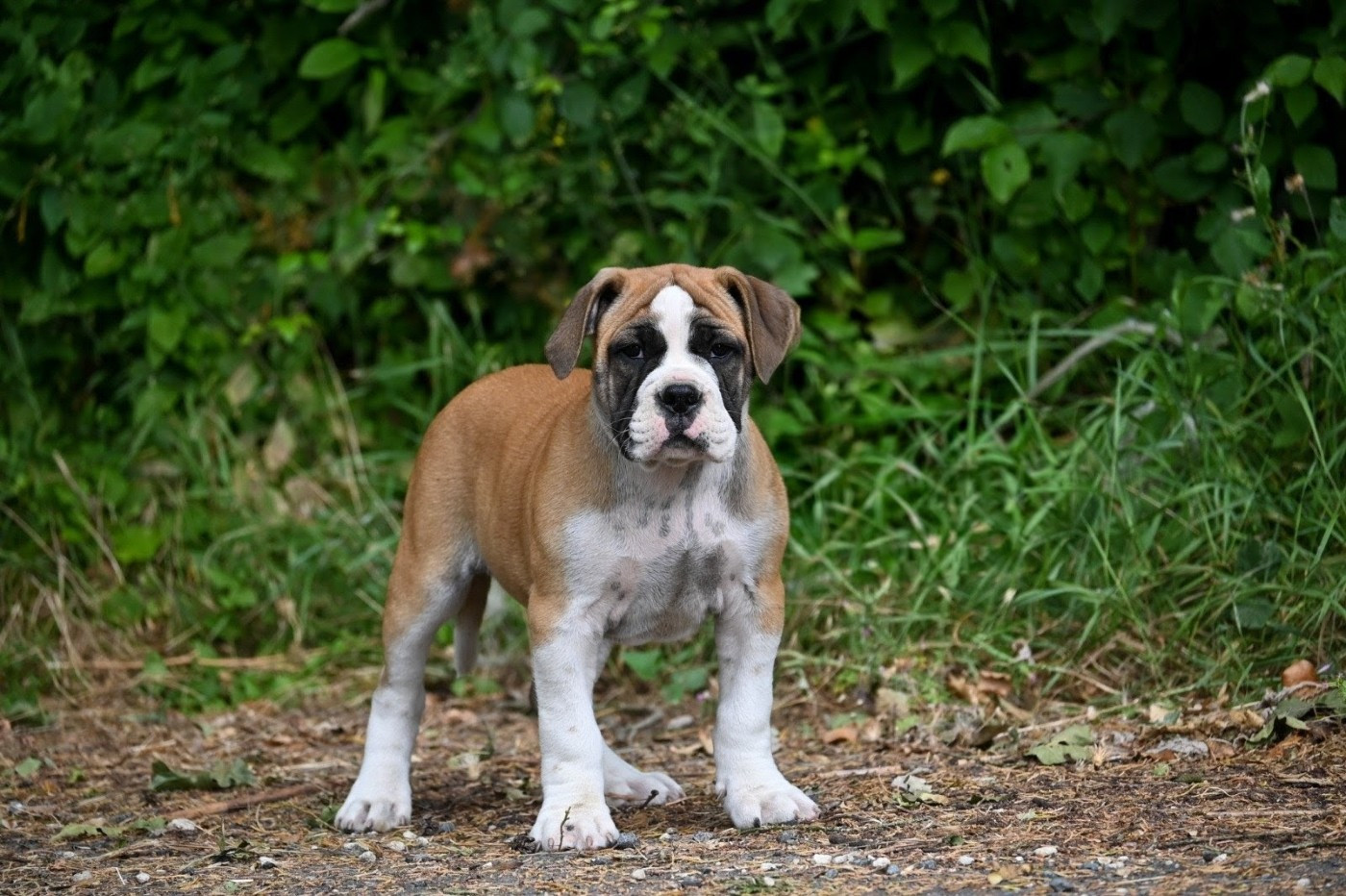 Des Symphonies d'Arlequin - Chiots disponibles - Bulldog continental