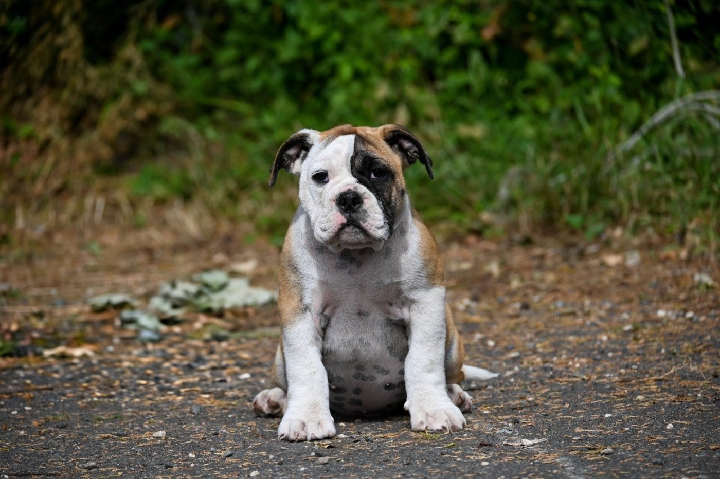Des Symphonies d'Arlequin - Chiots disponibles - Bulldog continental