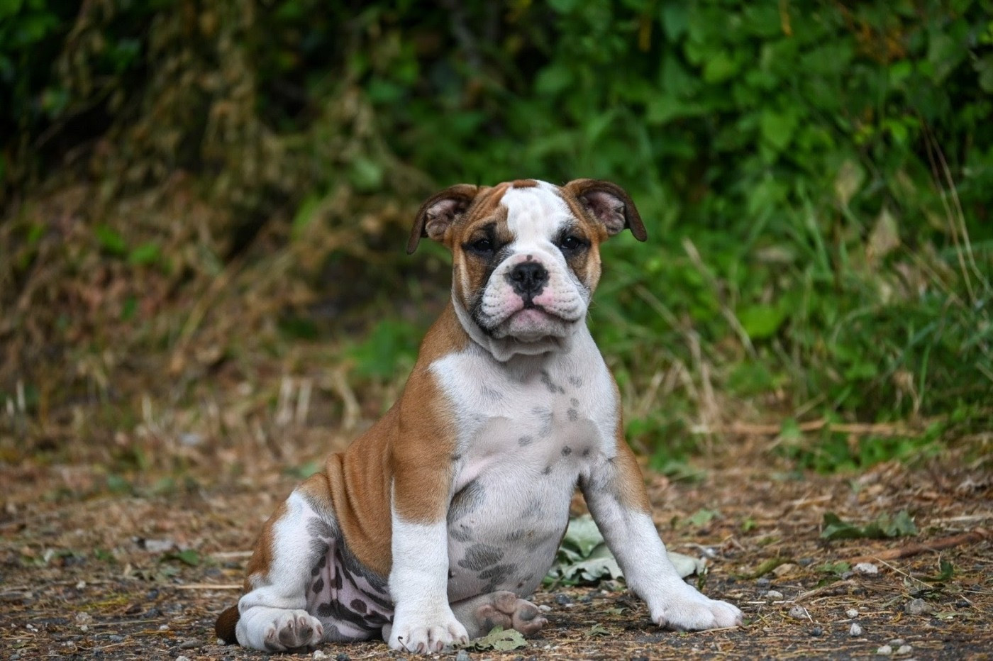 Des Symphonies d'Arlequin - Chiots disponibles - Bulldog continental