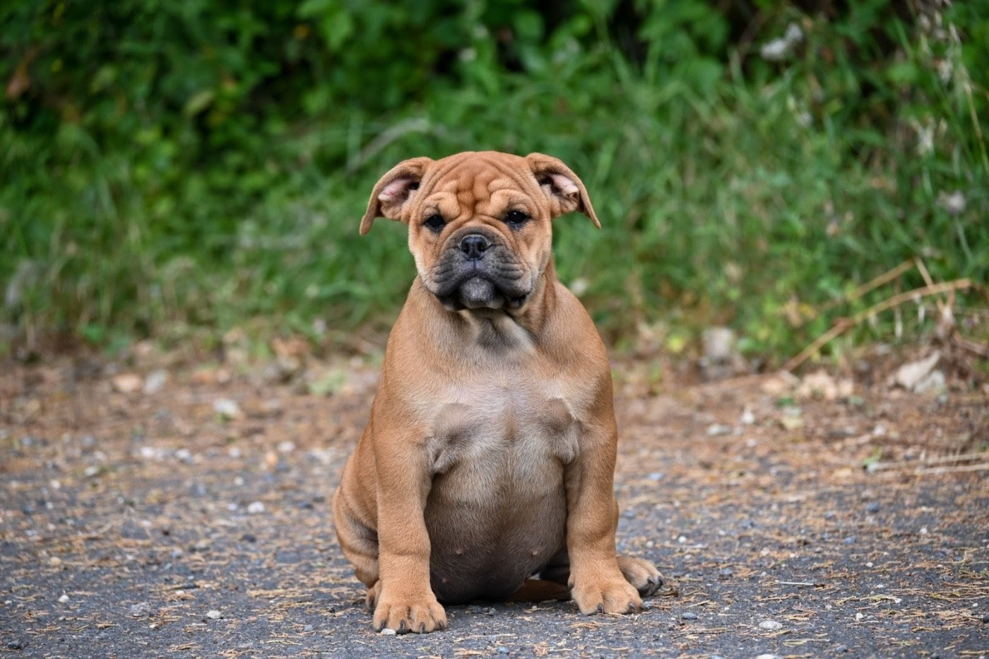 Des Symphonies d'Arlequin - Chiots disponibles - Bulldog continental