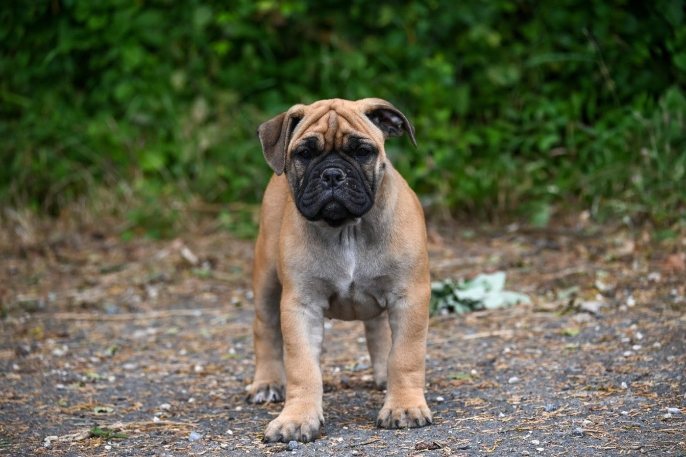 Des Symphonies d'Arlequin - Chiots disponibles - Bulldog continental