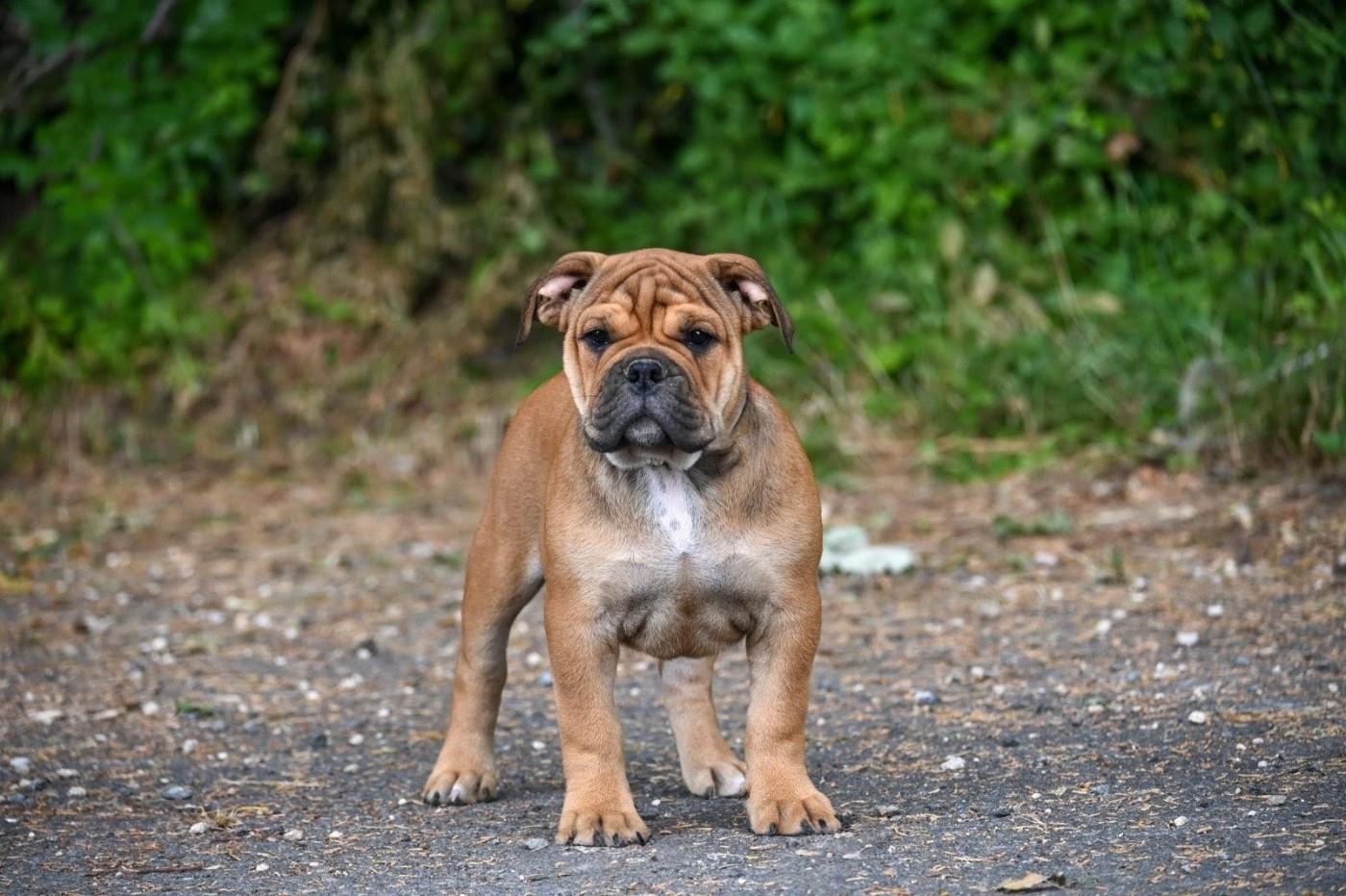 Des Symphonies d'Arlequin - Chiots disponibles - Bulldog continental