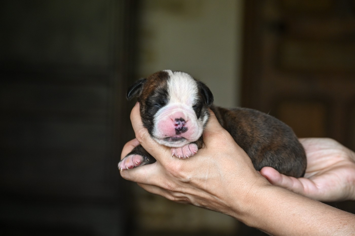 Des Symphonies d'Arlequin - Chiots disponibles - Bulldog continental
