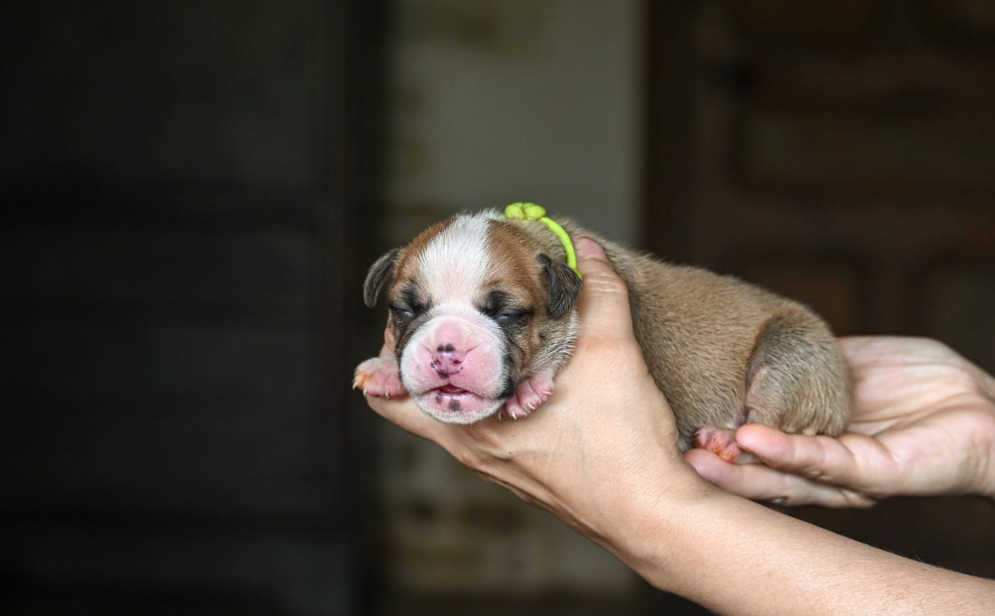 Des Symphonies d'Arlequin - Chiots disponibles - Bulldog continental