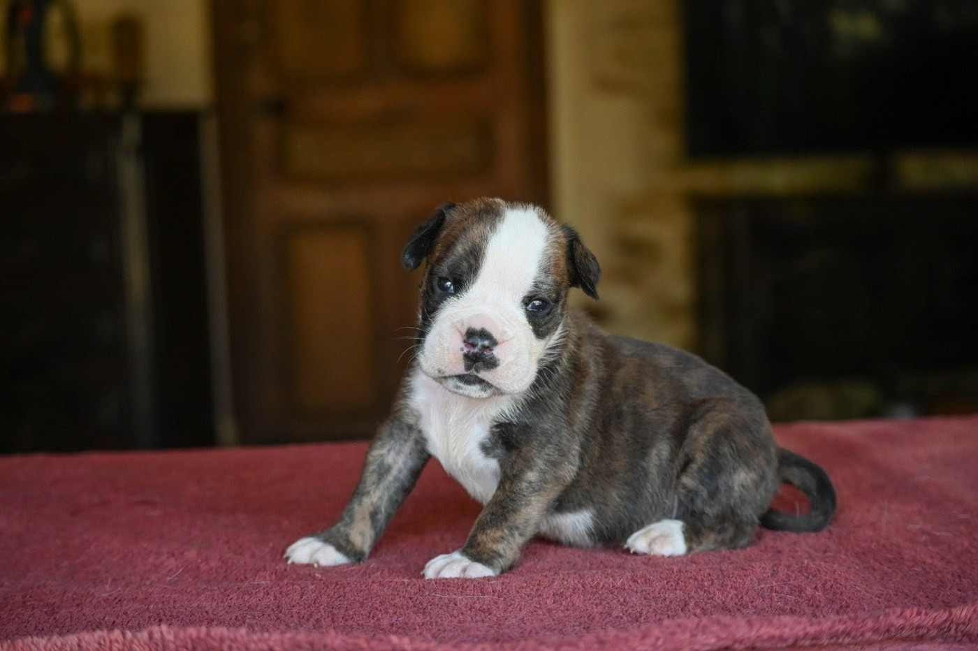 Des Symphonies d'Arlequin - Chiots disponibles - Bulldog continental