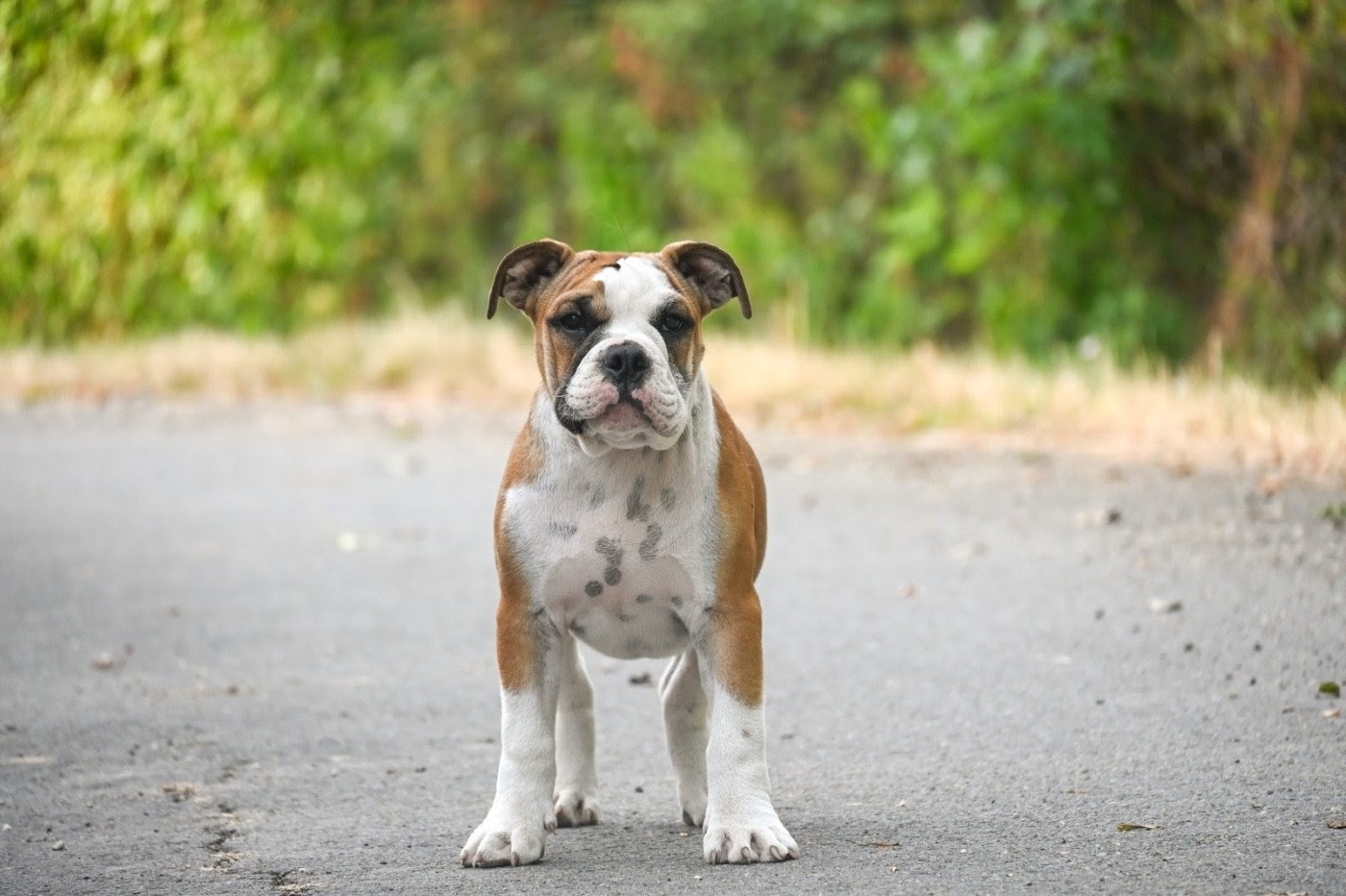 Des Symphonies d'Arlequin - Chiots disponibles - Bulldog continental