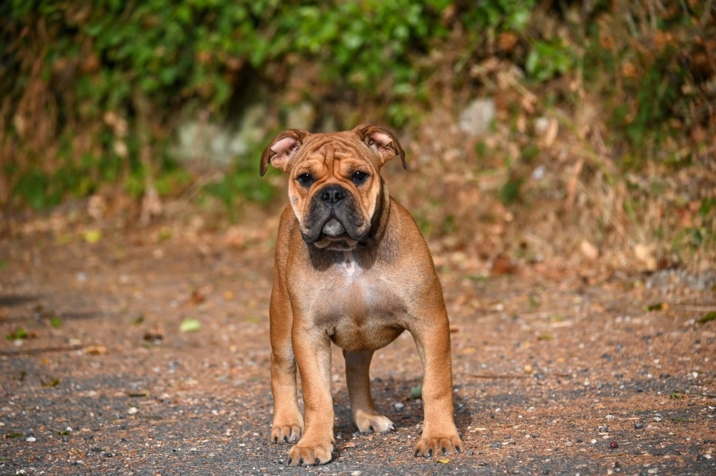 Des Symphonies d'Arlequin - Chiots disponibles - Bulldog continental