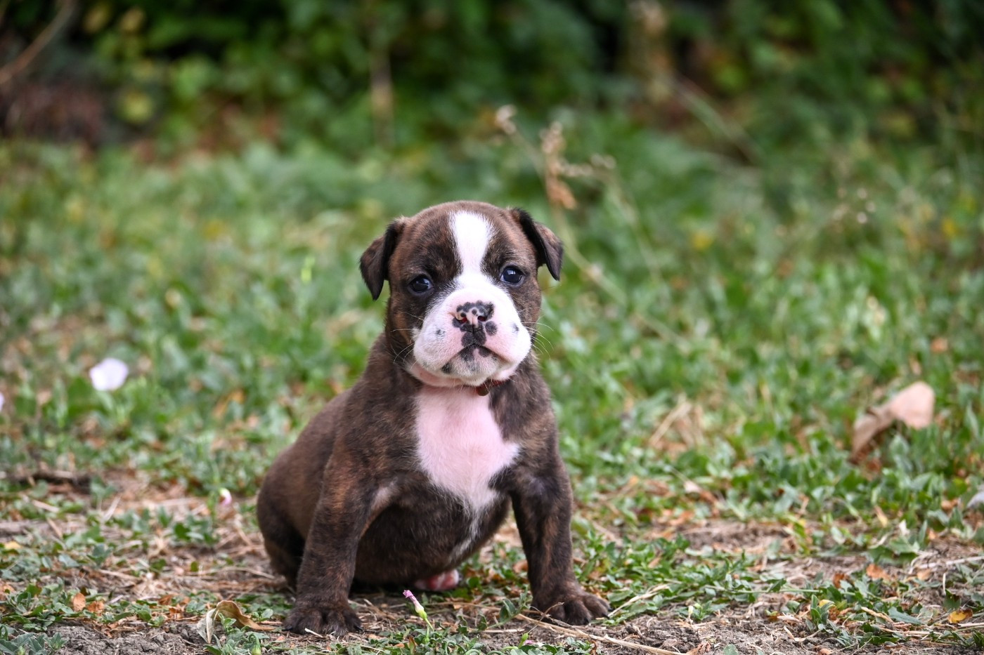 Des Symphonies d'Arlequin - Chiots disponibles - Bulldog continental