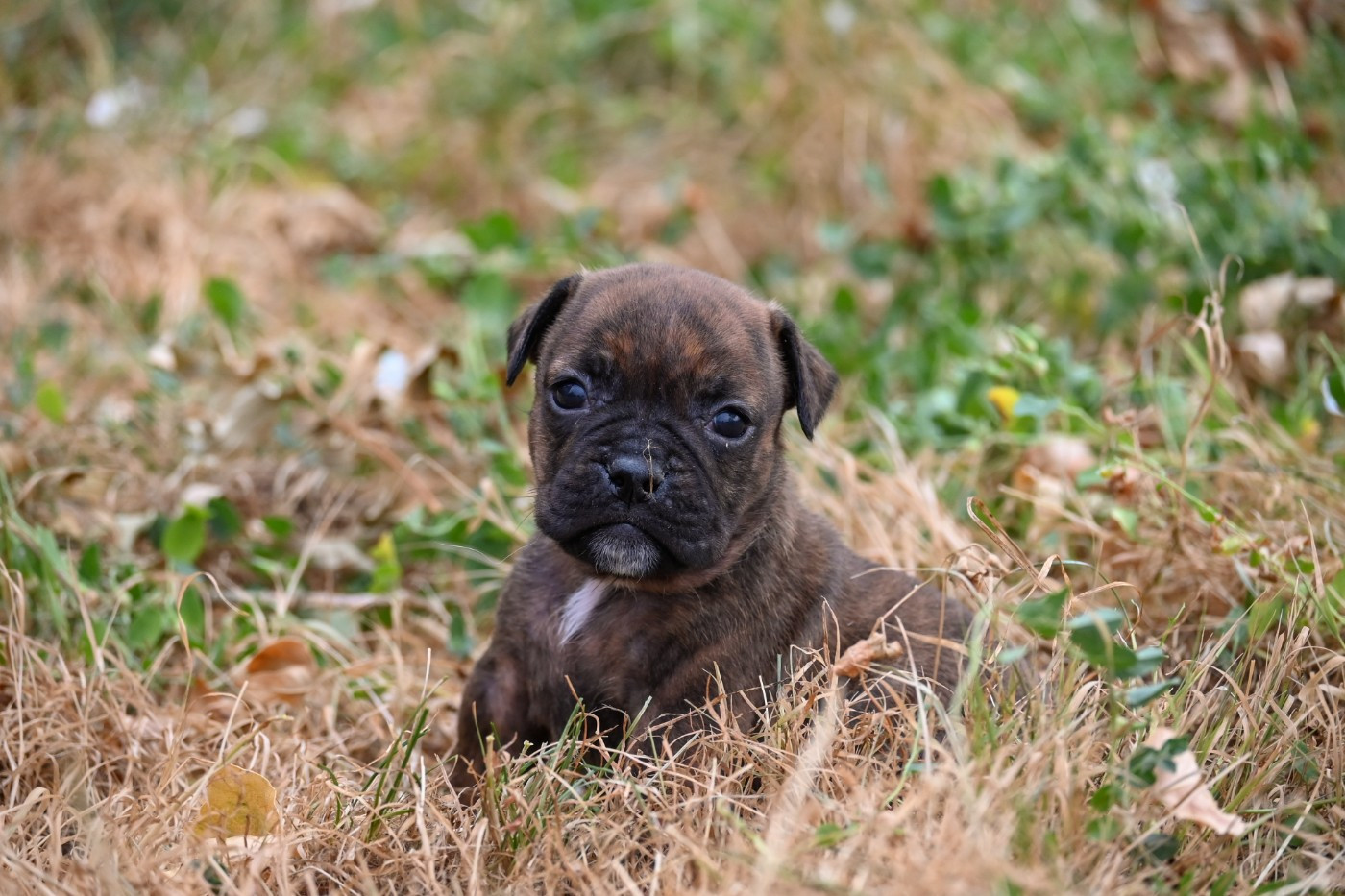 Des Symphonies d'Arlequin - Chiots disponibles - Bulldog continental