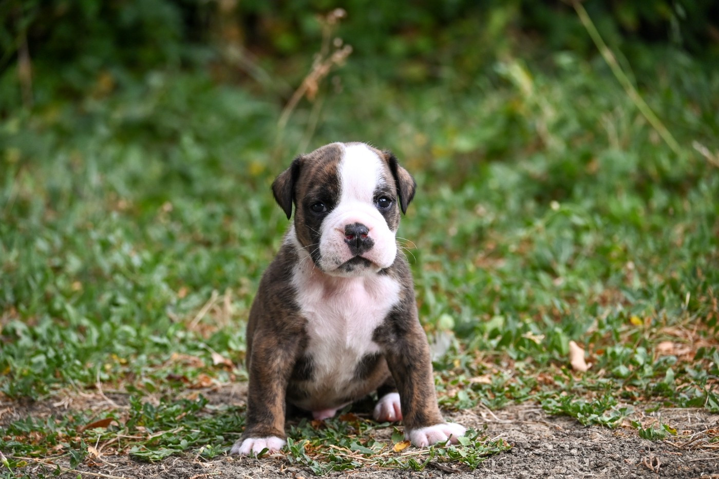 Des Symphonies d'Arlequin - Chiots disponibles - Bulldog continental