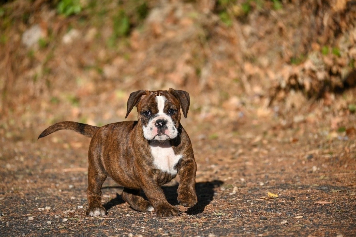 Des Symphonies d'Arlequin - Chiots disponibles - Bulldog continental