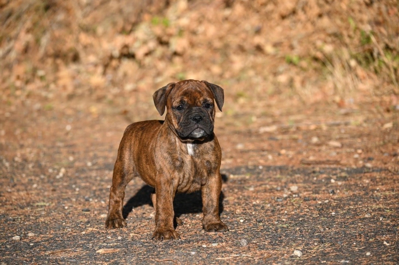 Des Symphonies d'Arlequin - Chiots disponibles - Bulldog continental
